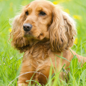 Dachshund Puppy