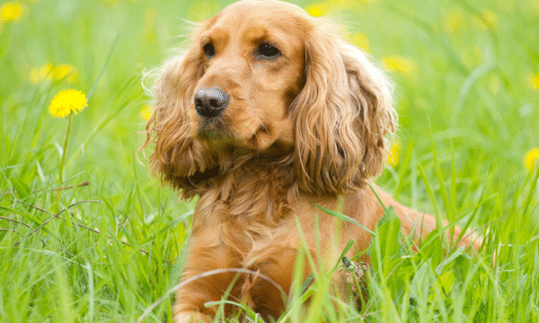 Cocker Spaniel Puppy