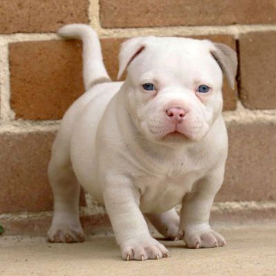 American Bully Puppy