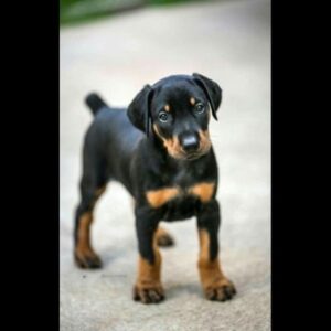 Dobermann Puppy