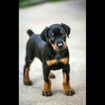 Dobermann Puppy