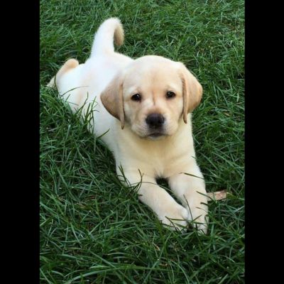 Labrador Retriever Puppy