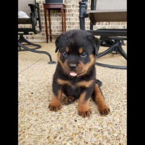 Rottweiler Puppy