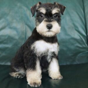 Miniature Schnauzer Puppy