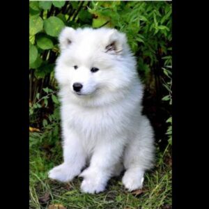 Samoyed Puppy