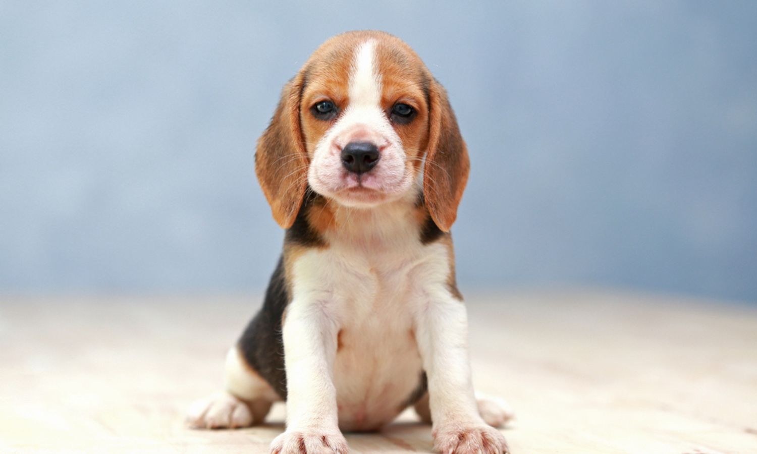 Beagle Puppy