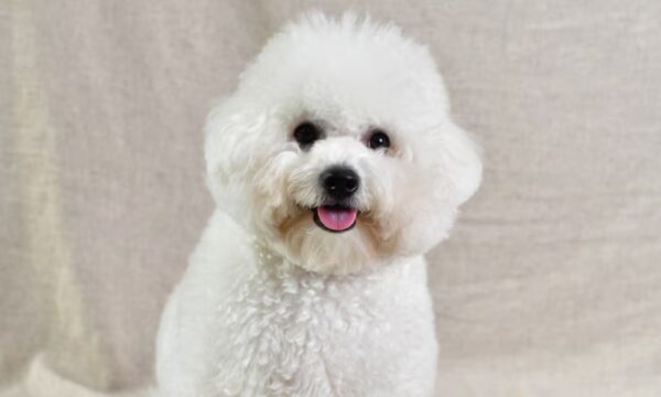 Bichon Frise Puppy