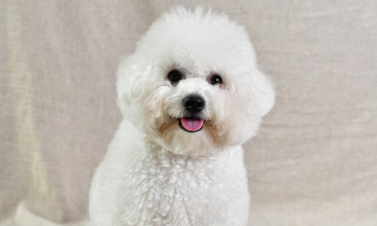 Bichon Frise Puppy