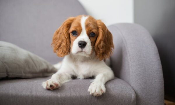 Cavalier King Charles Puppy