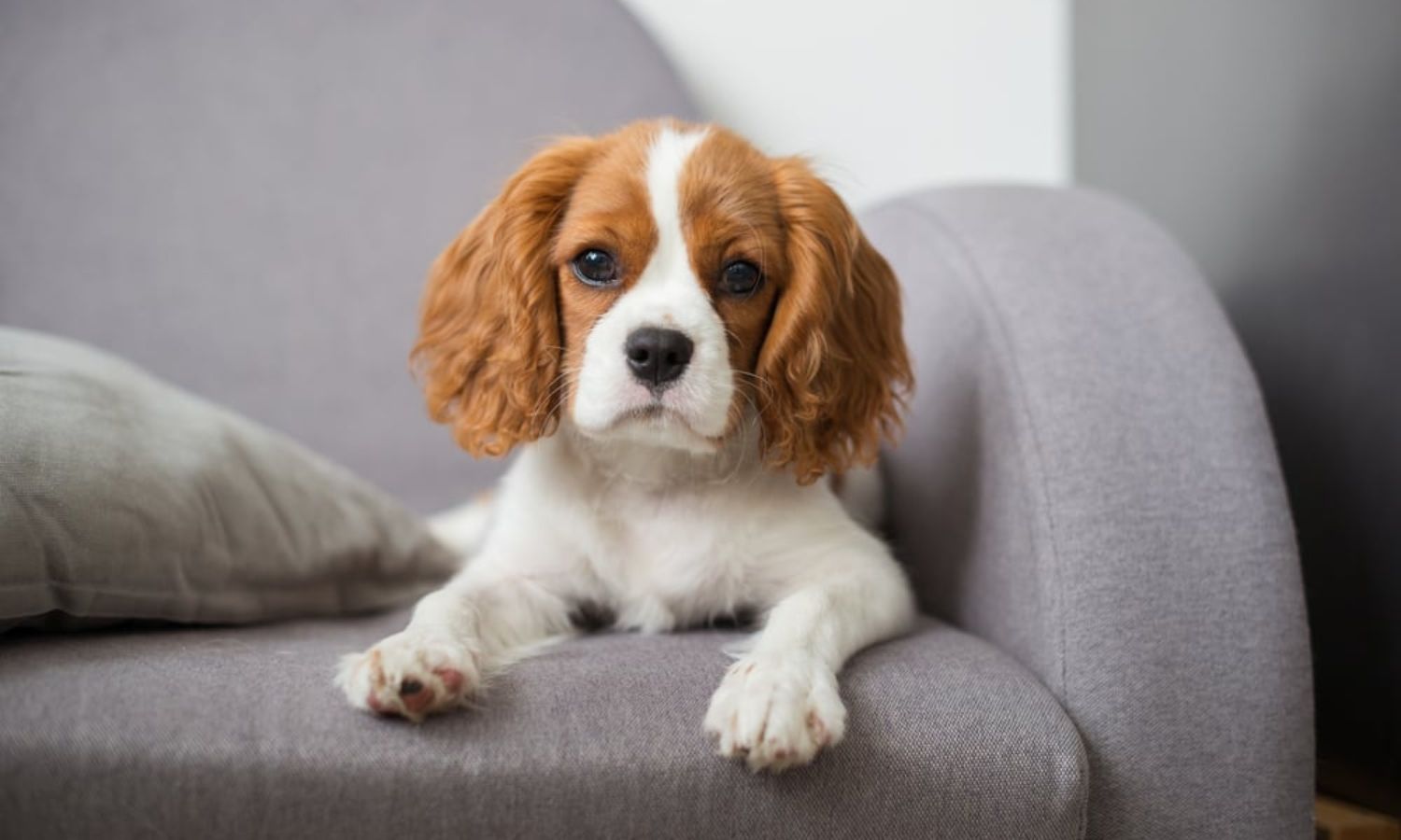 Cavalier King Charles Puppy