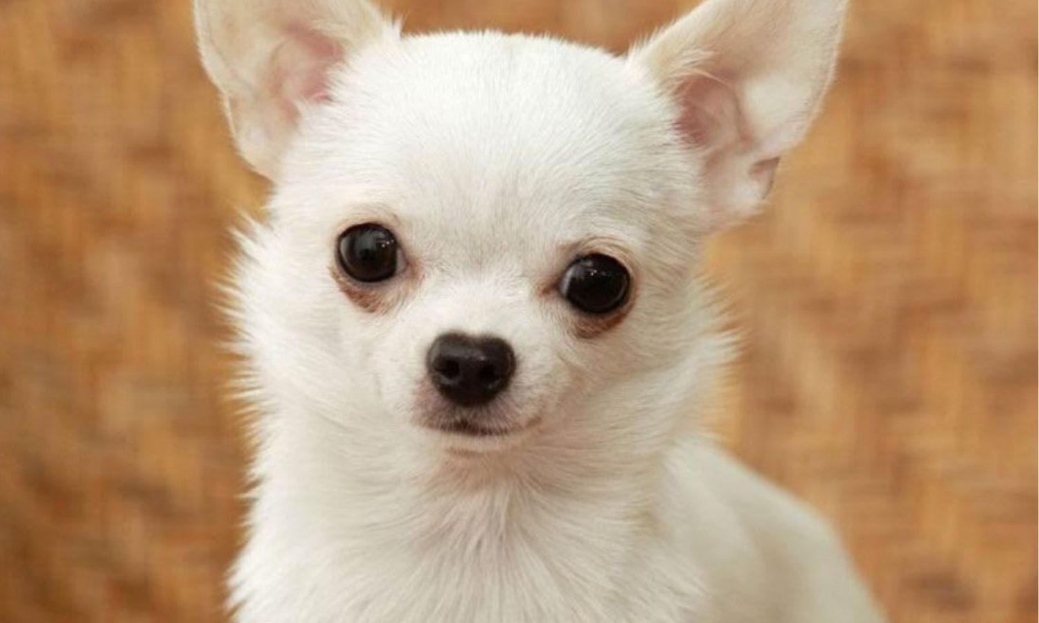 Chihuahua Puppy