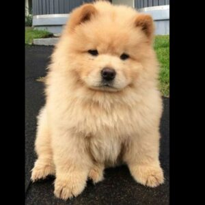 Chow Chow Puppy