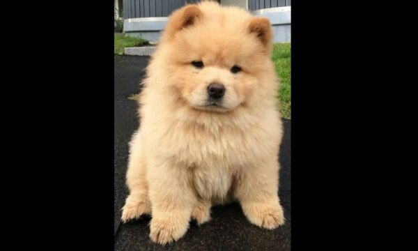 Chow Chow Puppy