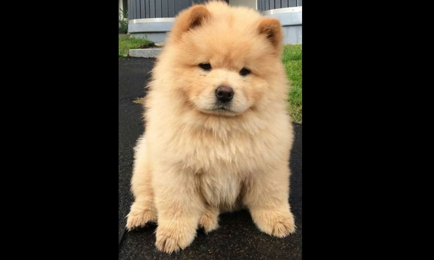 Chow Chow Puppy