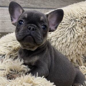 French Bulldog Puppy
