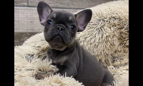 French Bulldog Puppy