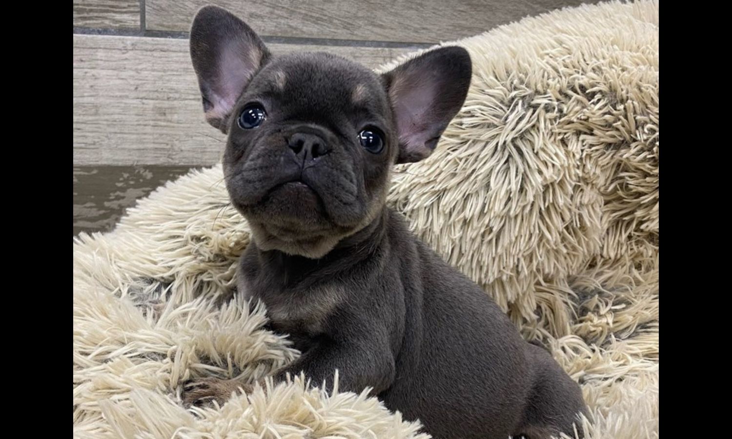 French Bulldog Puppy