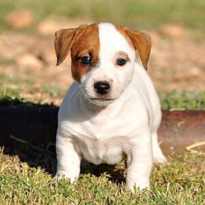 Jack Russell Terrier Puppy