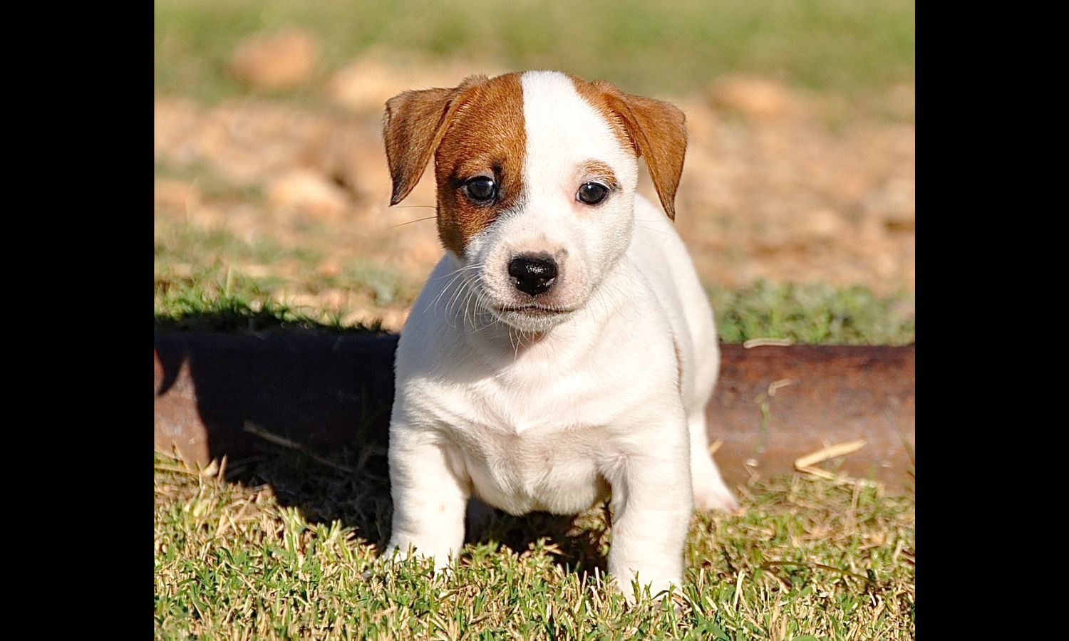 Jack Russell Terrier Puppy