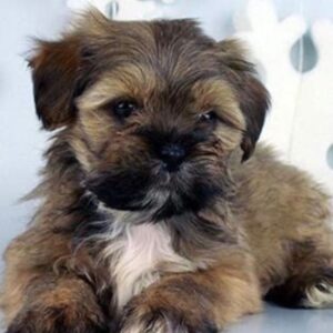 Lhasa Apso Puppy