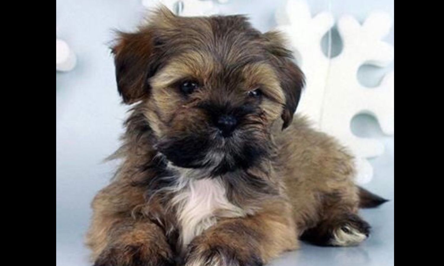 Lhasa Apso Puppy