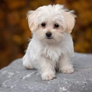 Maltese Puppy