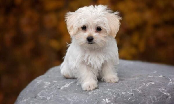 Maltese Puppy