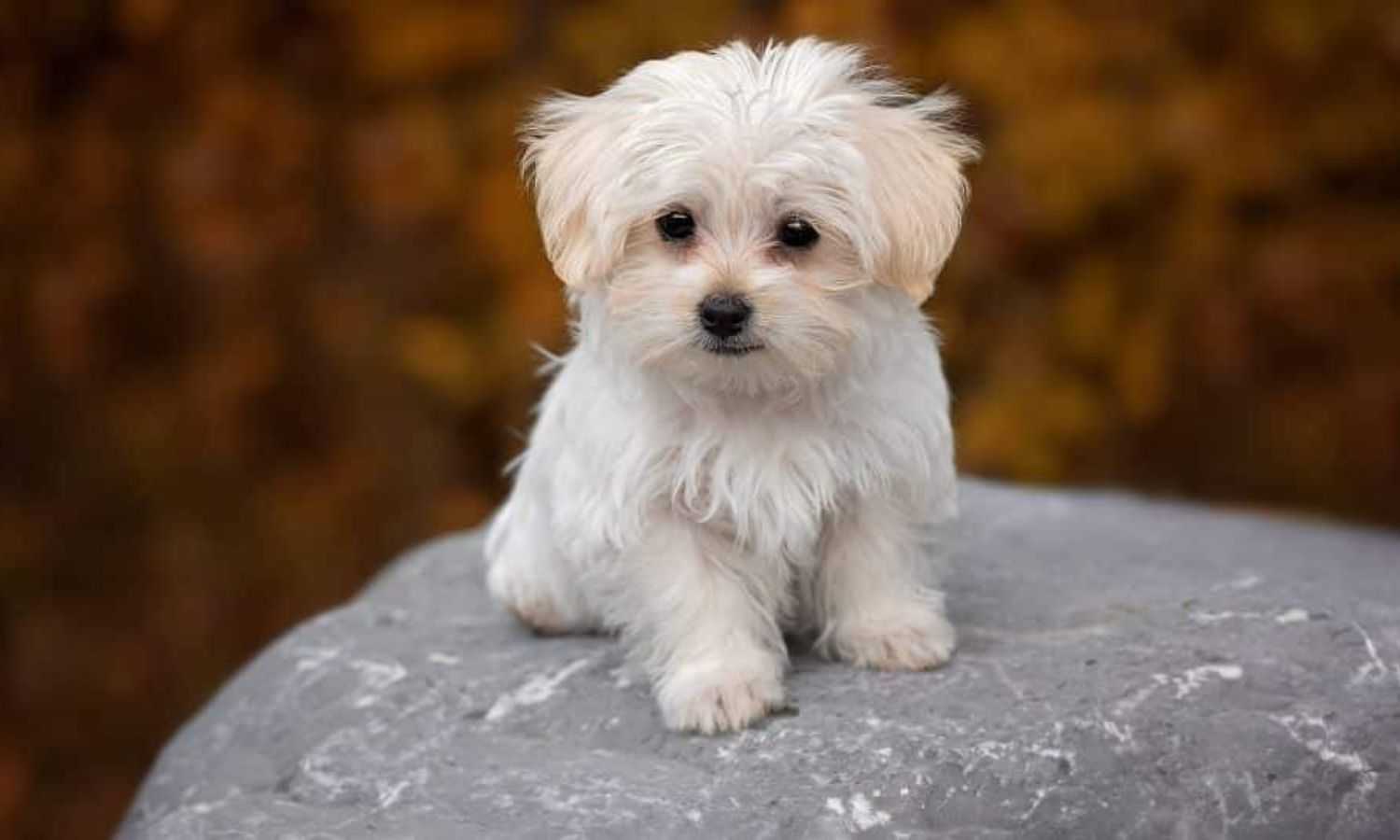 Maltese Puppy