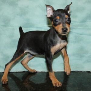 Miniature Pinscher Puppy