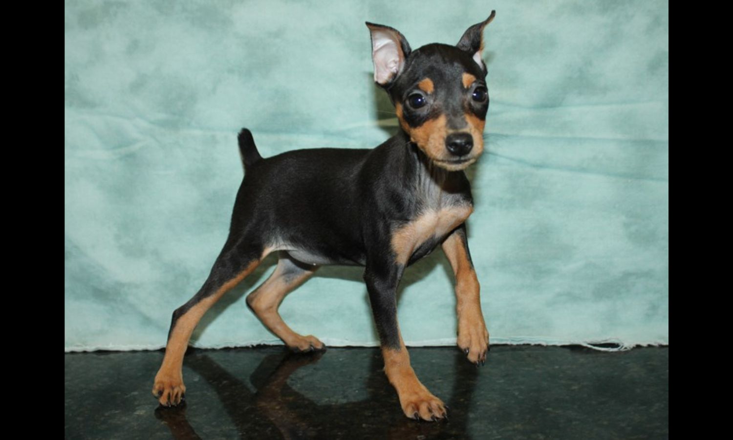 Miniature Pinscher Puppy