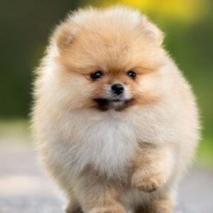 Pomeranian Puppy