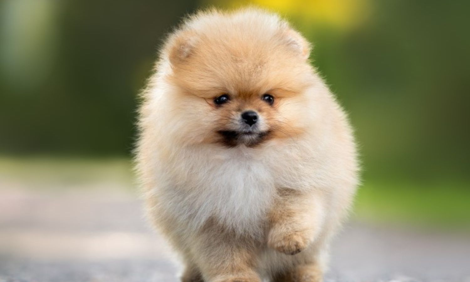 Pomeranian Puppy