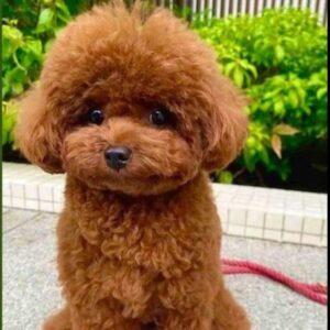 Poodle Puppy