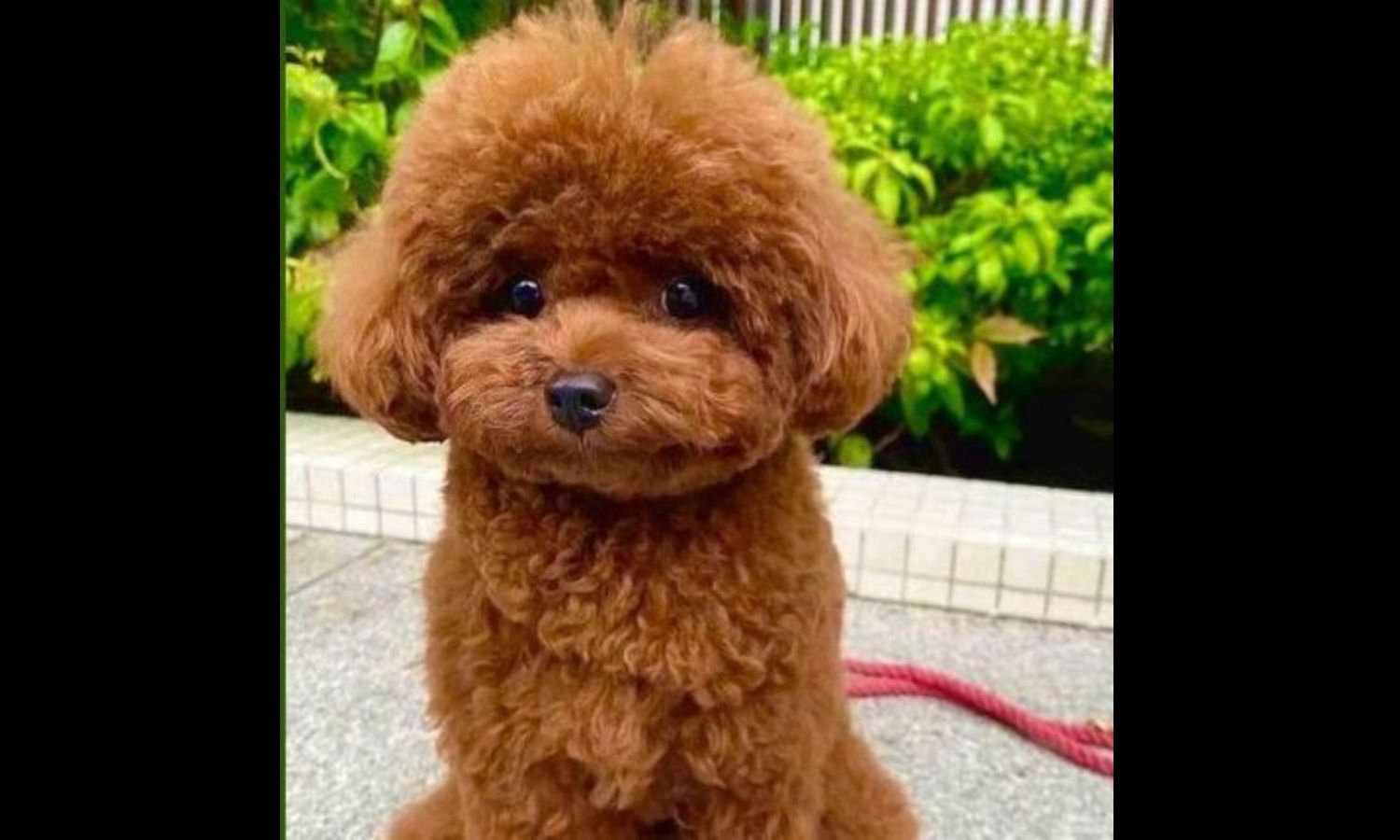 Poodle Puppy