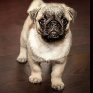 Pug Puppy