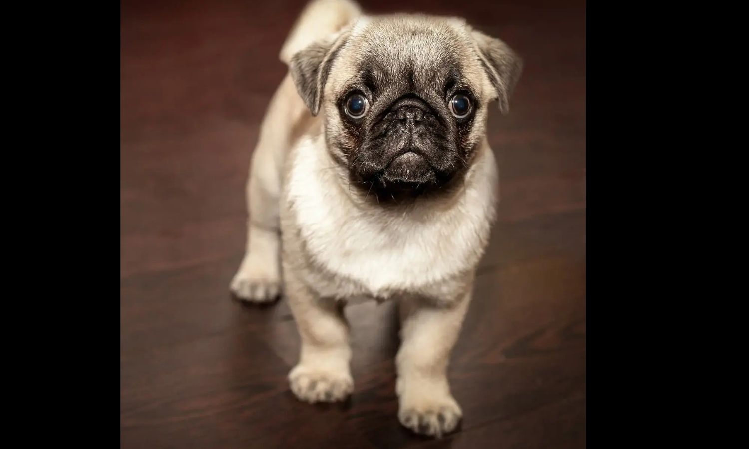 Pug Puppy