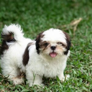 Shih Tzu Puppy