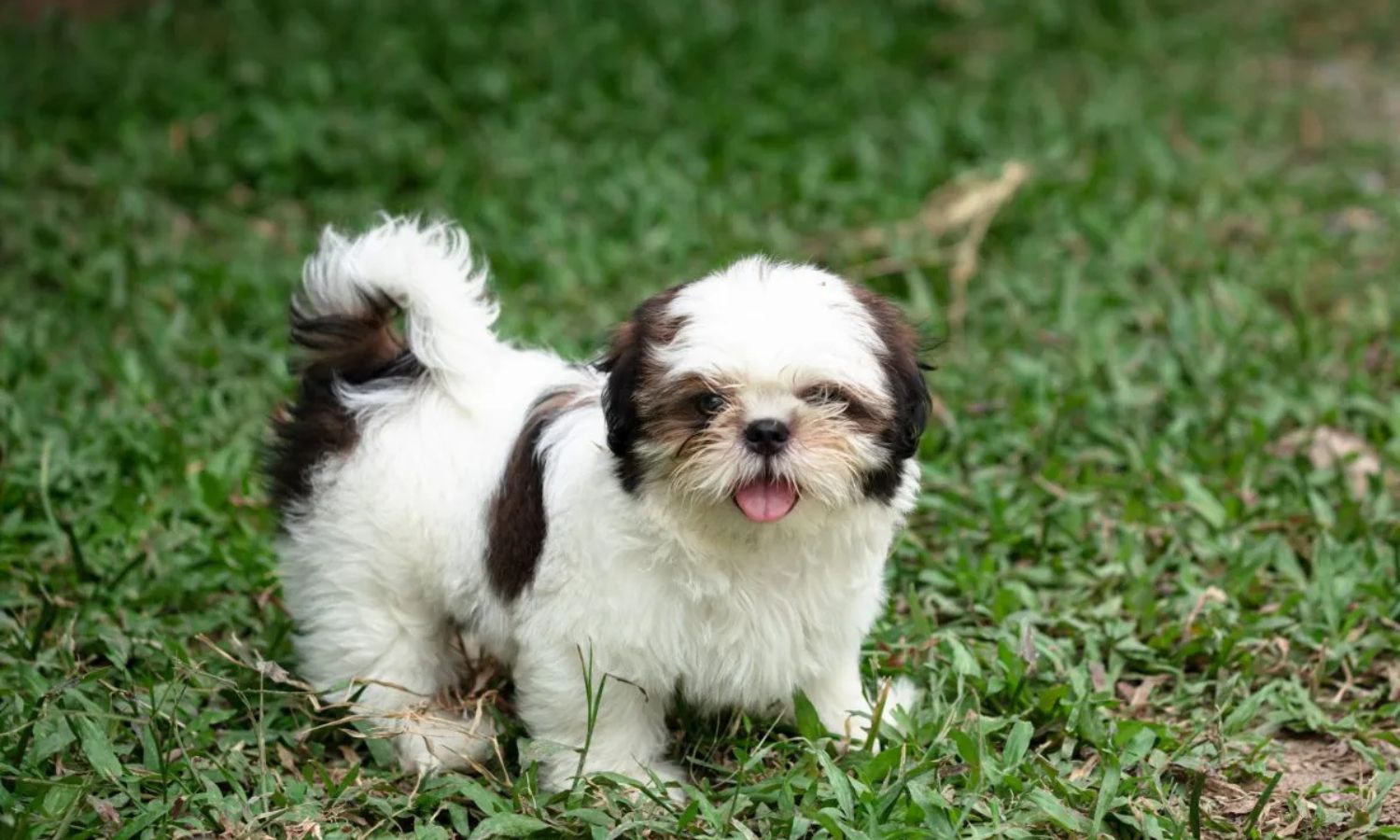 Shih Tzu Puppy