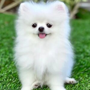 Toy Pom Puppy