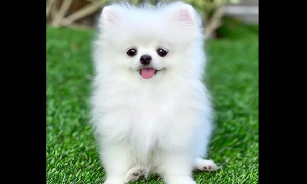 Toy Pom Puppy