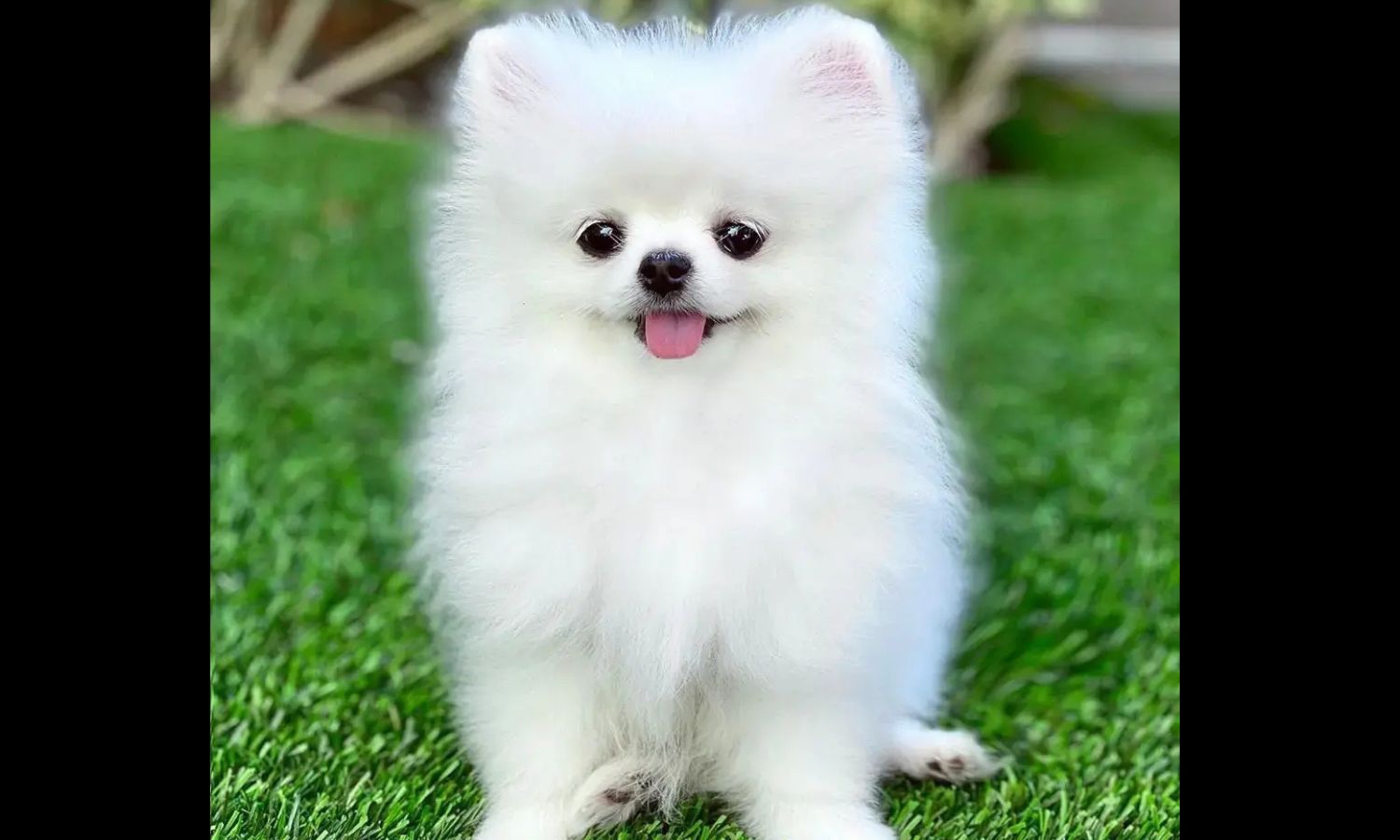Toy Pom Puppy