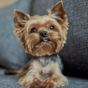 Yorkshire Terrier Puppy