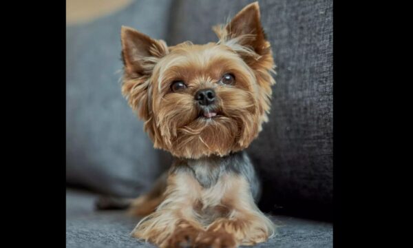 Yorkshire Terrier Puppy