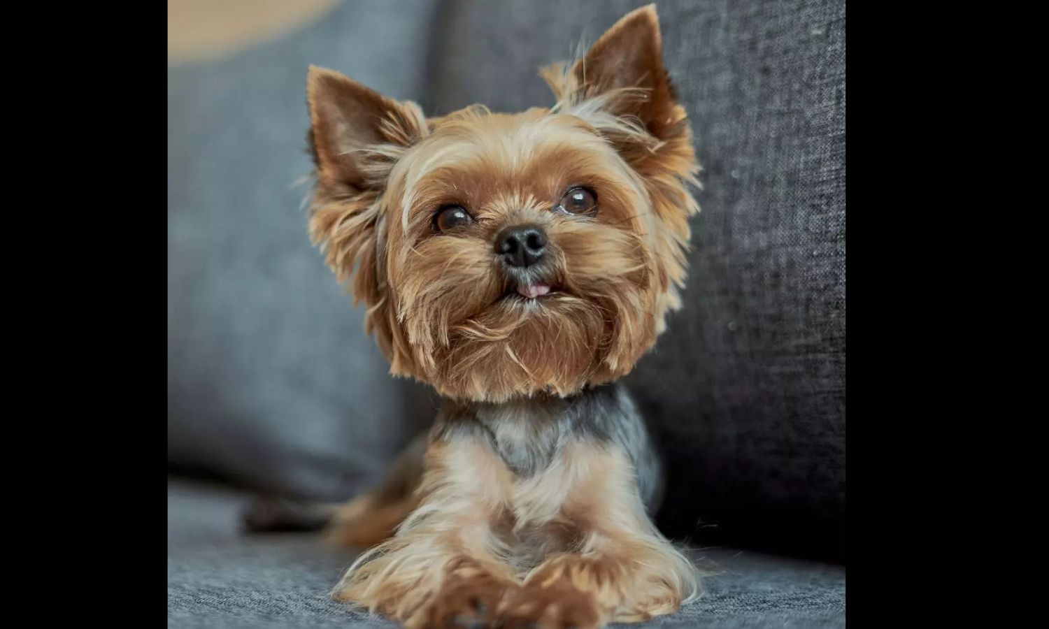 Yorkshire Terrier Puppy