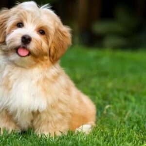 Havanese Puppy
