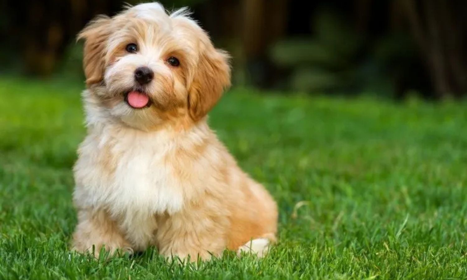 Havanese Puppy