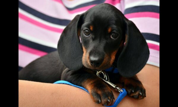 Dachshund Puppy