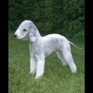 Bedlington Terrier Puppy
