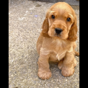 Cocker Spaniel Puppy