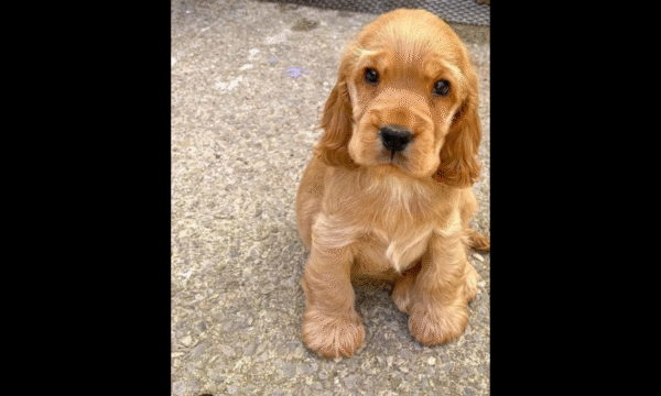 Cocker Spaniel Puppy